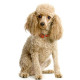 Caniche