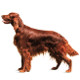Setter